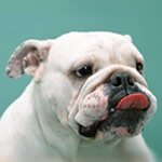 British bulldog with tongue out