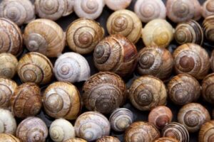 Snails