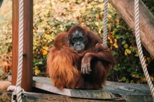 Jersey zoo